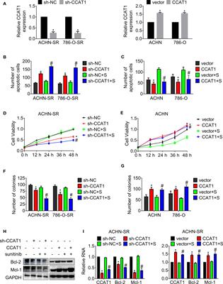 Frontiers Corrigendum Long Non Coding Rna Ccat Acts As An Oncogene